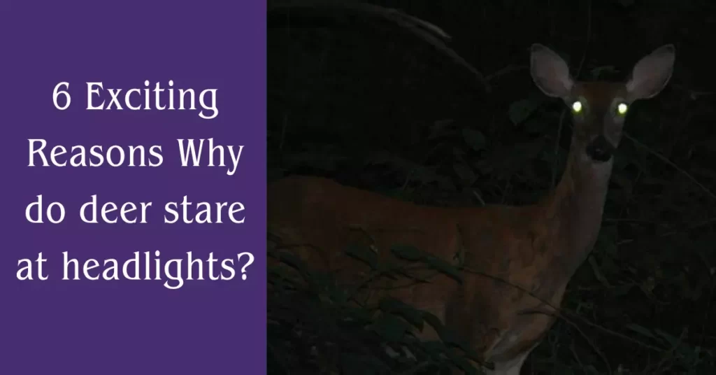 Why do deer stare at headlights?