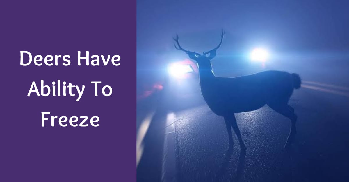 why do deers stare at headlights? ability to freeze