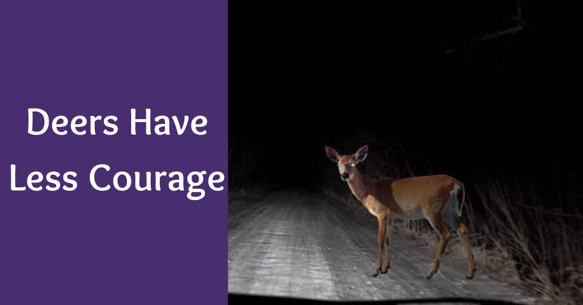 deers possess less courage