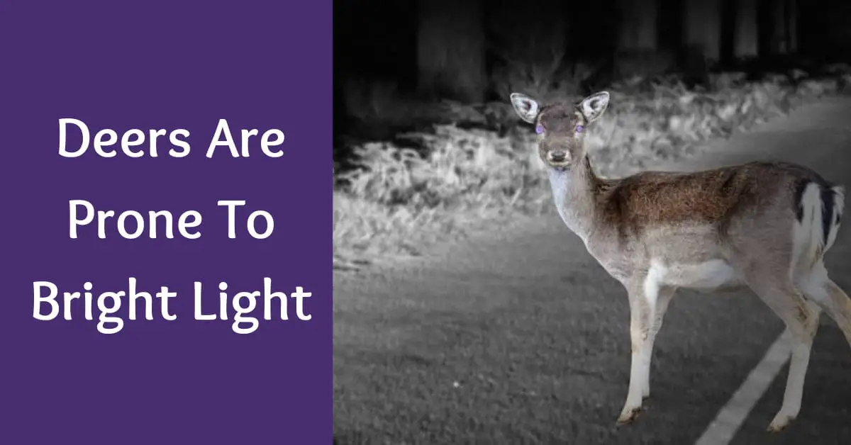 deers are prone to bright light