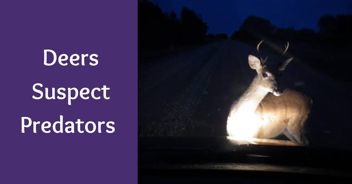 why do deers stare at headlights? suspect predators